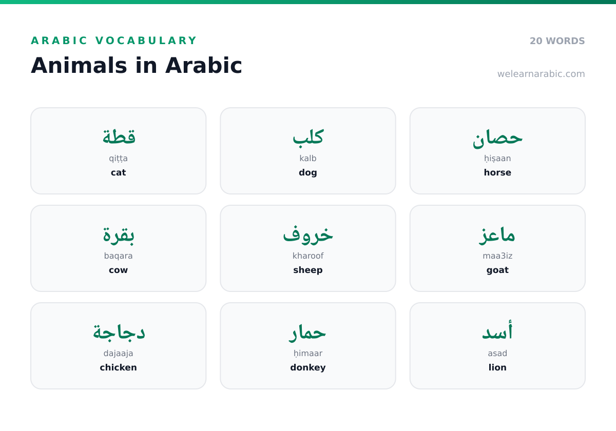 Word wall of Arabic animal names, including قطة (cat), كلب (dog), أسد (lion), and فيل (elephant).